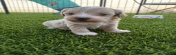 Maltipoo perros en venta: Maltipoo - Anuncio 2