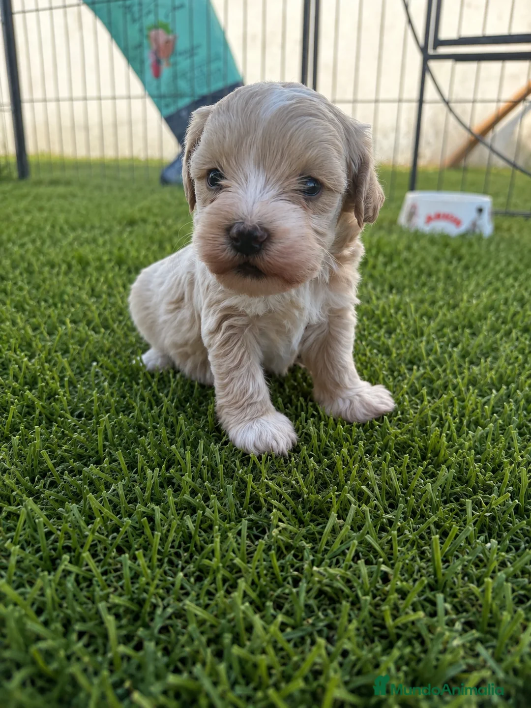 Maltipoo perros en venta: Maltipoo - Anuncio 2