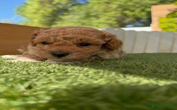Caniche Toy perros en venta: CANICHE TOY MACHO - Imagen 6