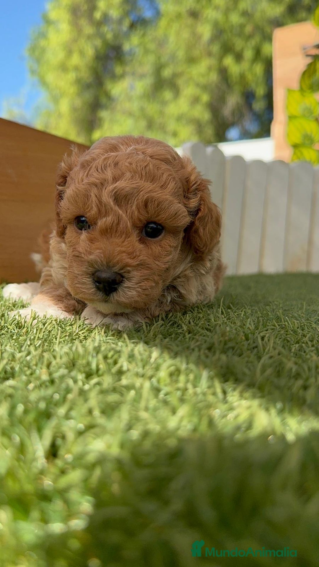 Caniche Toy perros en venta: CANICHE TOY MACHO - Imagen 6