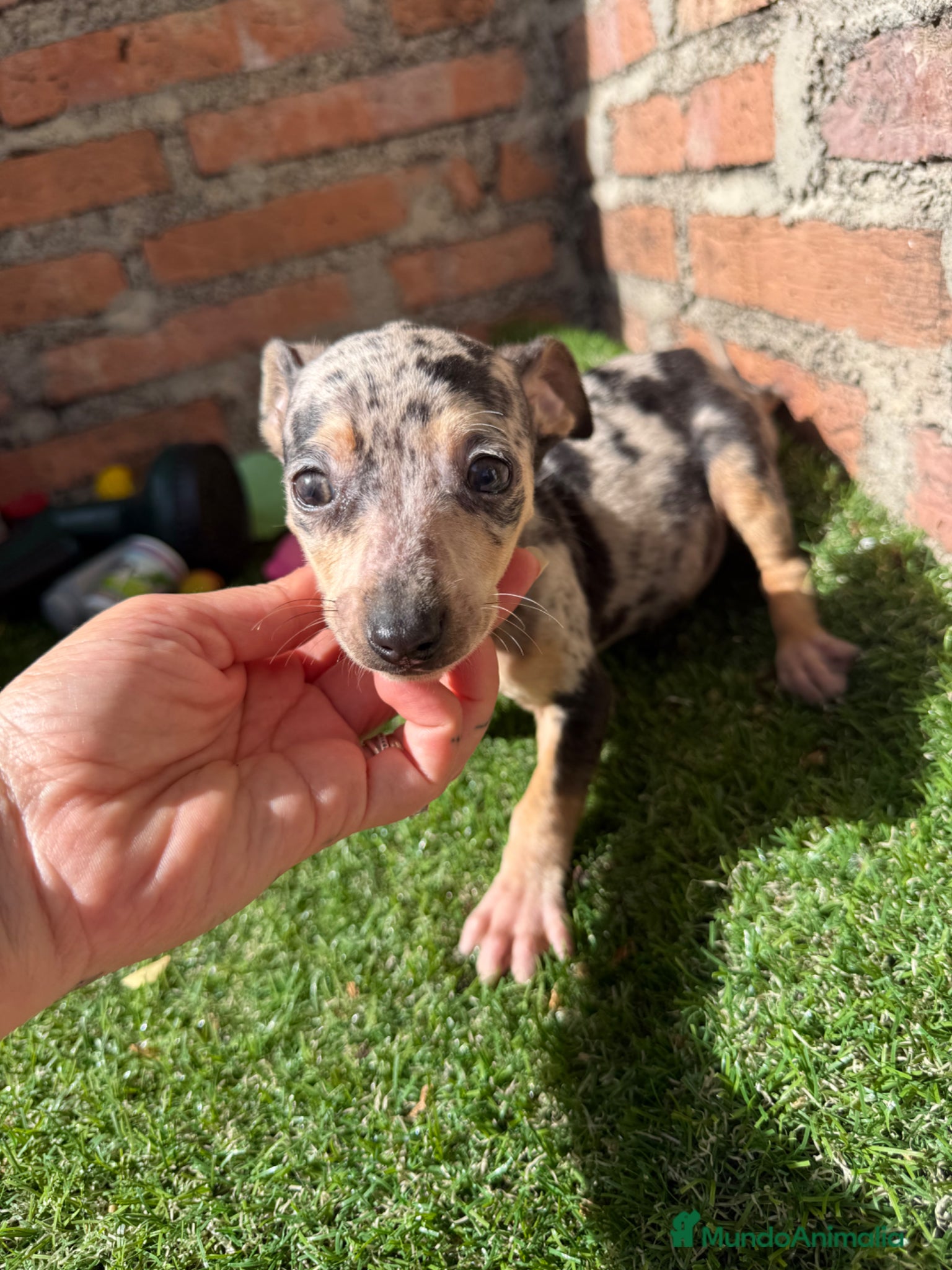 Pinscher Miniatura perros Mini pincher hembras Merle’s  - Anuncio 1