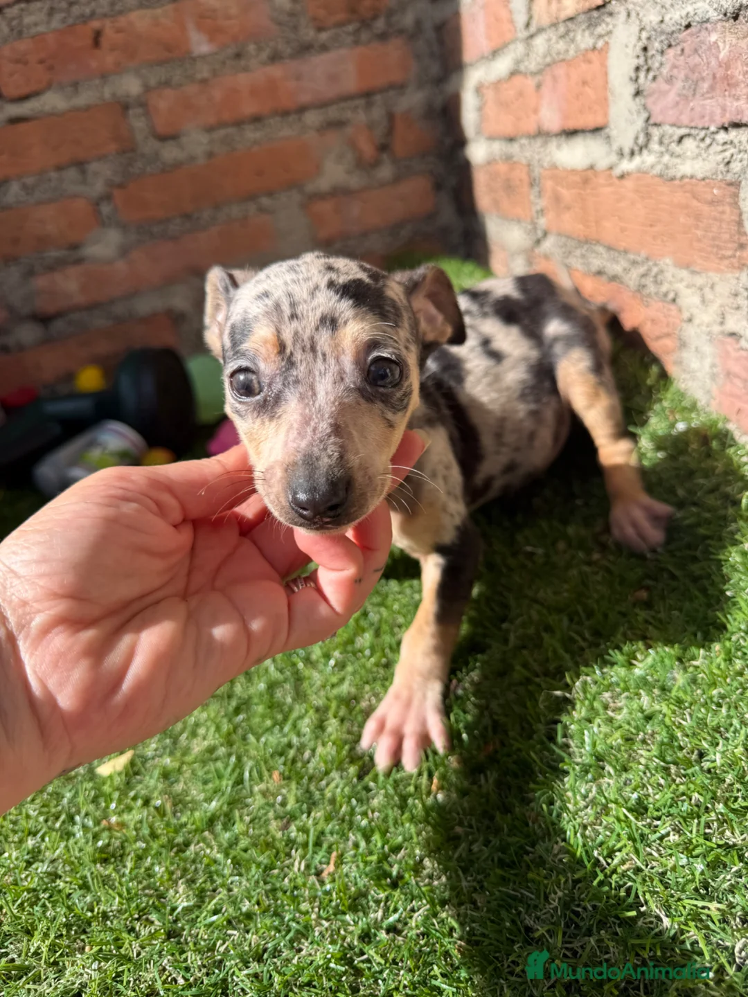 Pinscher Miniatura perros en venta: Mini pincher hembras Merle’s  - Anuncio 1