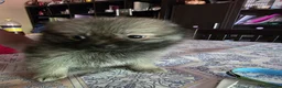 Pomerania perros en venta: Pomerania toy - Anuncio 6