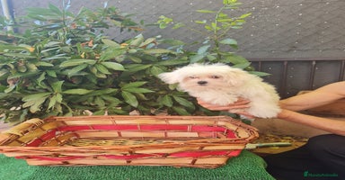 Bichón Maltés perros - Anuncio 11