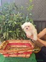 Bichón Maltés perros - Anuncio 7