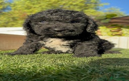 Perro de Agua Español perros en venta: PERRO DE AGUA ESPAÑOL - Imagen 18