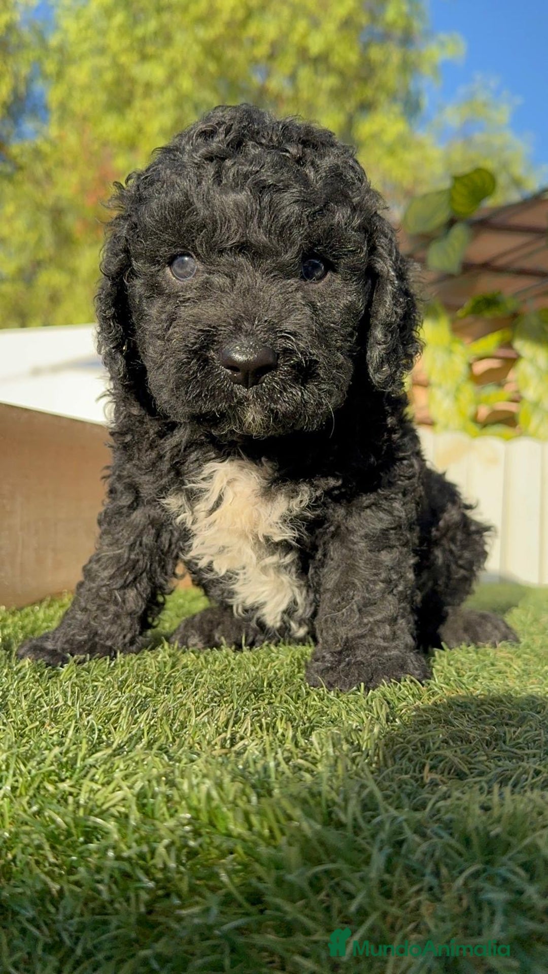 Perro de Agua Español perros en venta: PERRO DE AGUA ESPAÑOL - Imagen 18