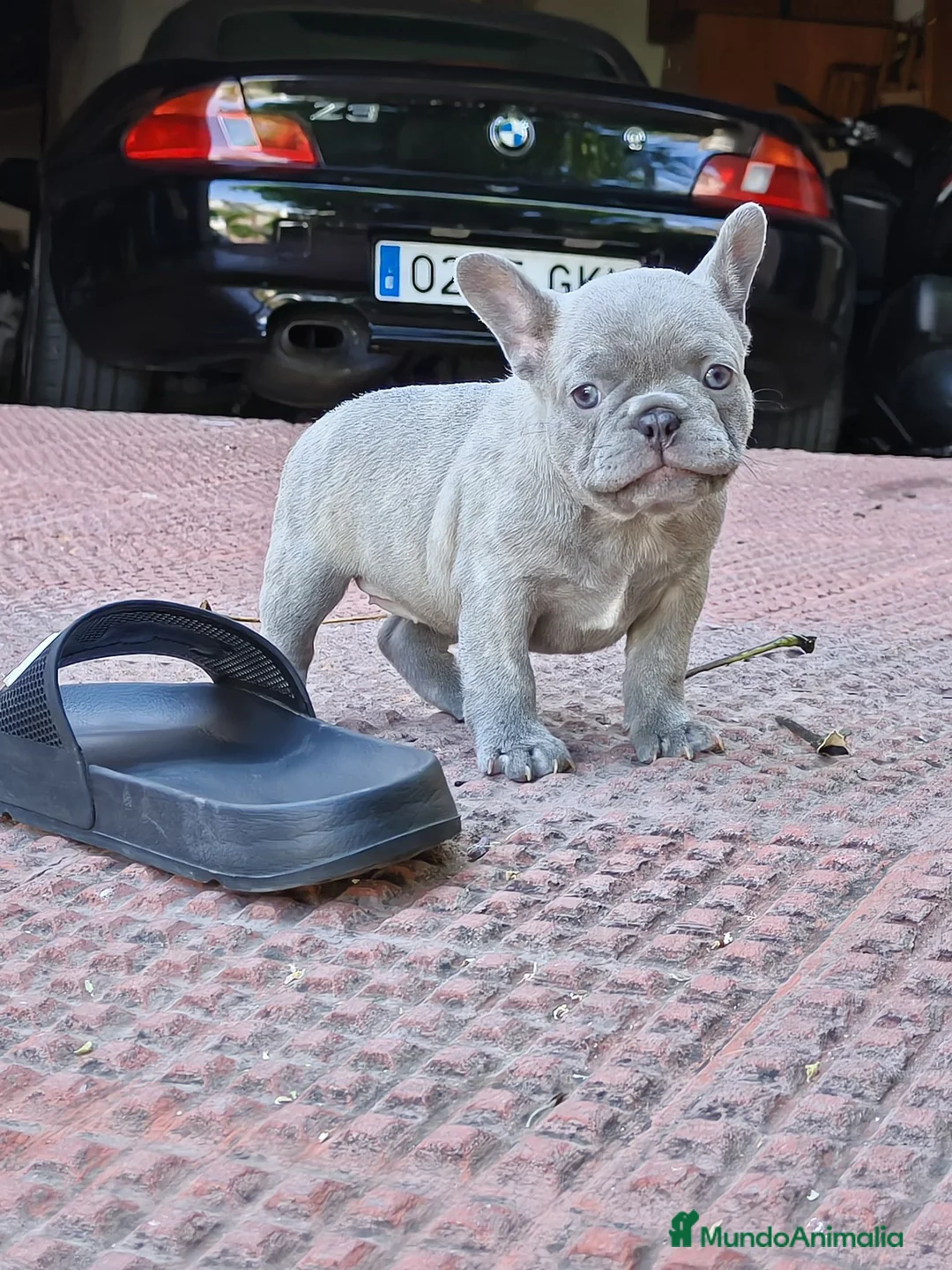 Bulldog Francés perros en venta: Bulldog francés merle fawn - Anuncio 7