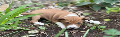 Basenji Hembra Roja