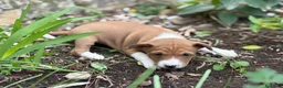 Basenji perros en venta: 🐾 BASENJI – UNA CAMADA MUY ESPECIAL🐾 - Anuncio 7
