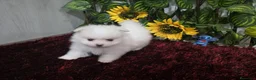 Pomerania perros en venta: Pomerania - Anuncio 5