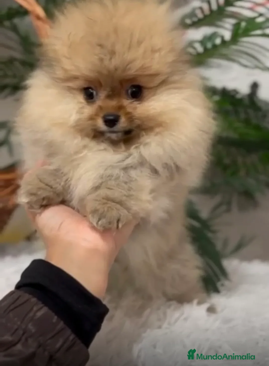 Pomerania perros en venta: POMERANIA LISTO PARA ENTREGAR - Anuncio 2