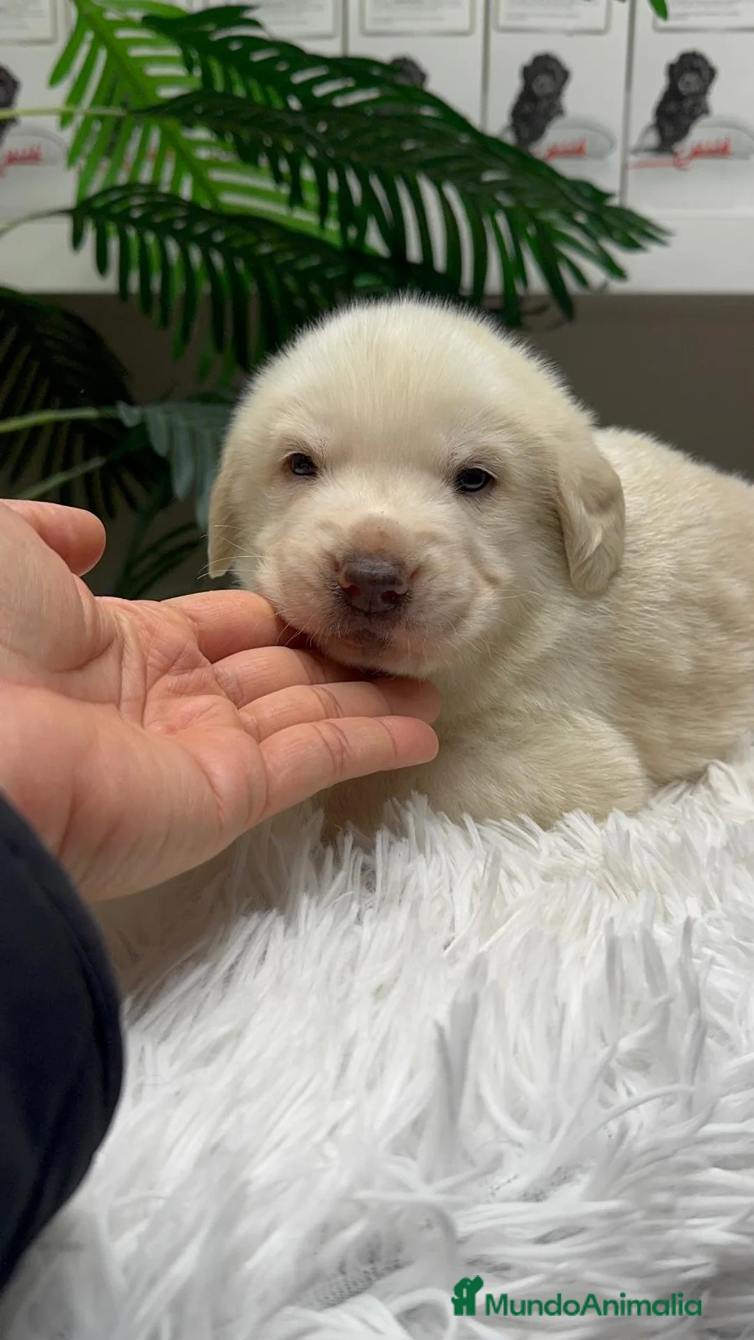 Mastín Español perros en venta: MASTIN ESPAÑOL - Anuncio 1