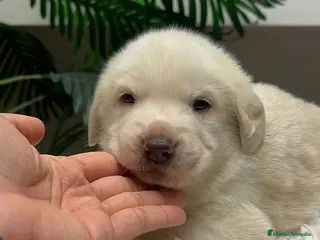 Mastín Español perros MASTIN ESPAÑOL - Anuncio 1