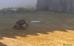 Pomerania perros en venta: Pomerania toy - Imagen 3