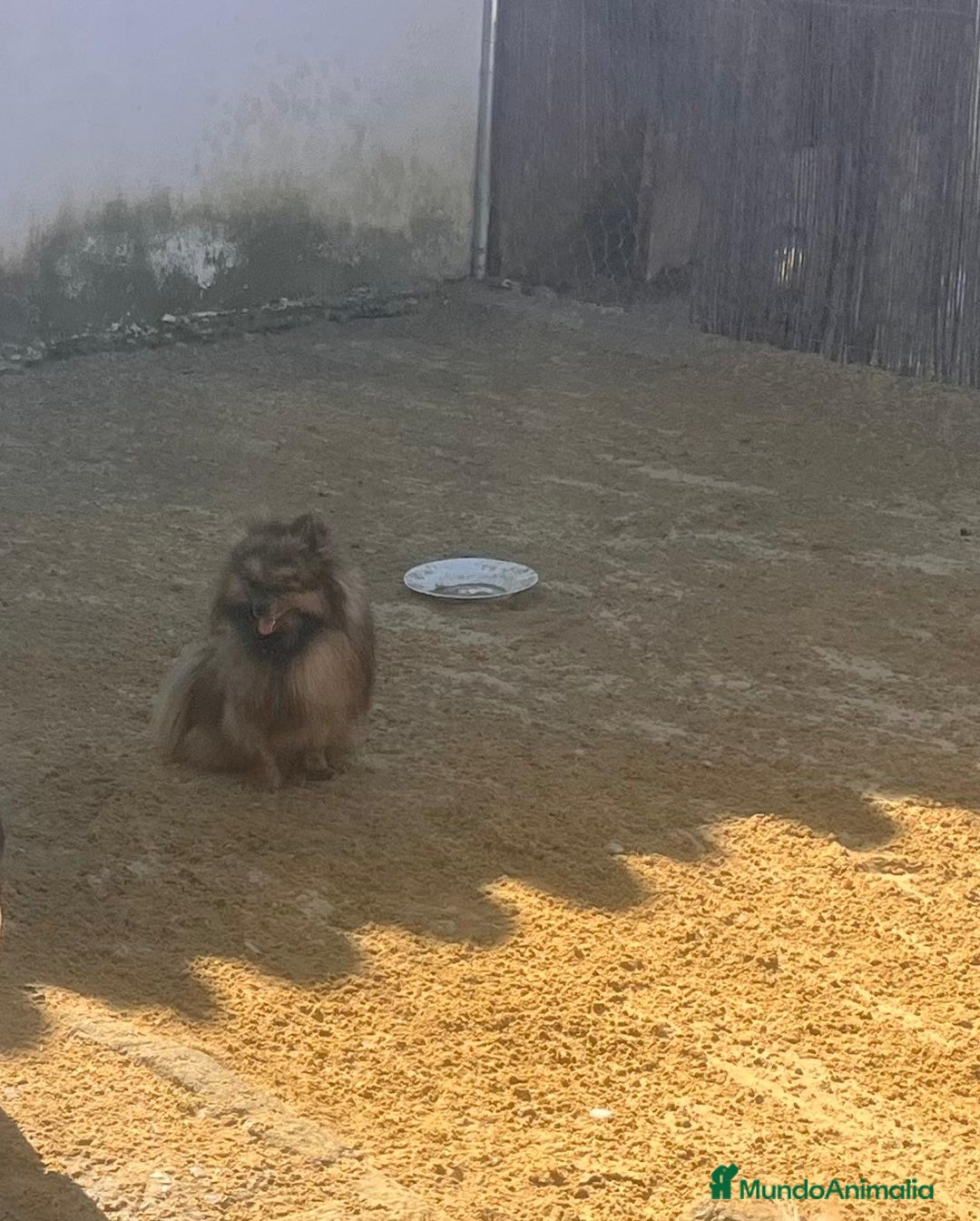 Pomerania perros en venta: Pomerania toy - Imagen 3