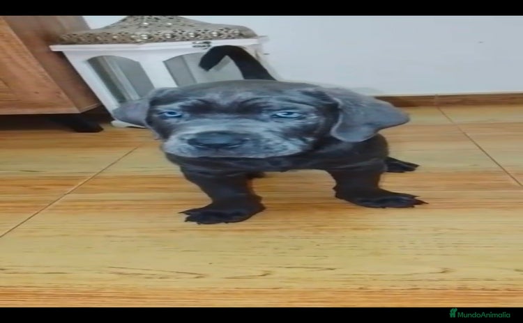 Cane Corso perros - Anuncio 1