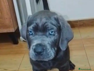 Cane Corso perros - Anuncio 14