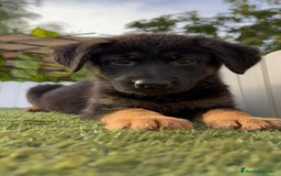 Pastor Alemán perros en venta: PASTOR ALEMAN HEMBRA - Imagen 3