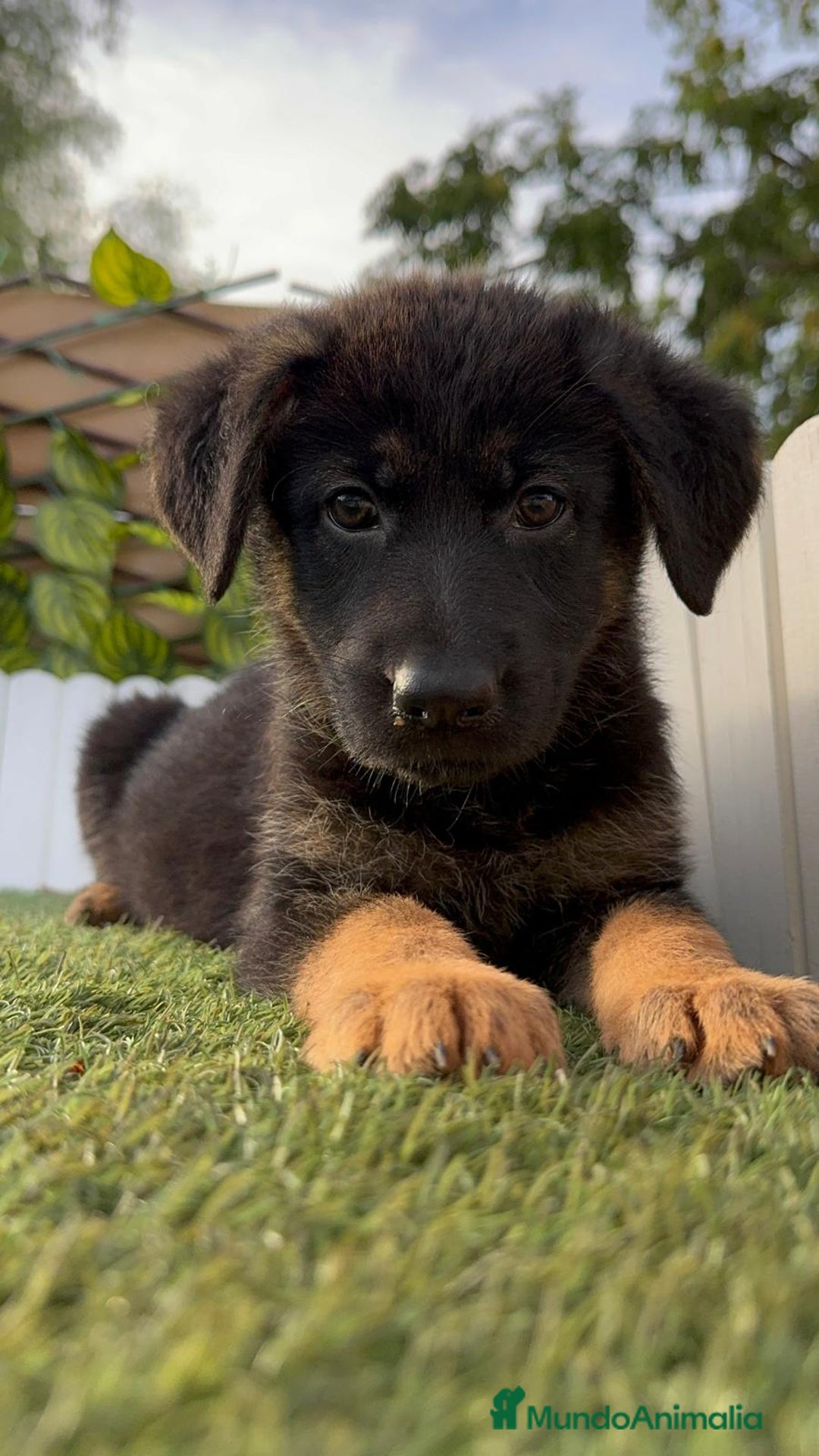 Pastor Alemán perros en venta: PASTOR ALEMAN HEMBRA - Imagen 3