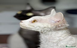 Devon Rex gatos en venta: Devon rex - Imagen 9