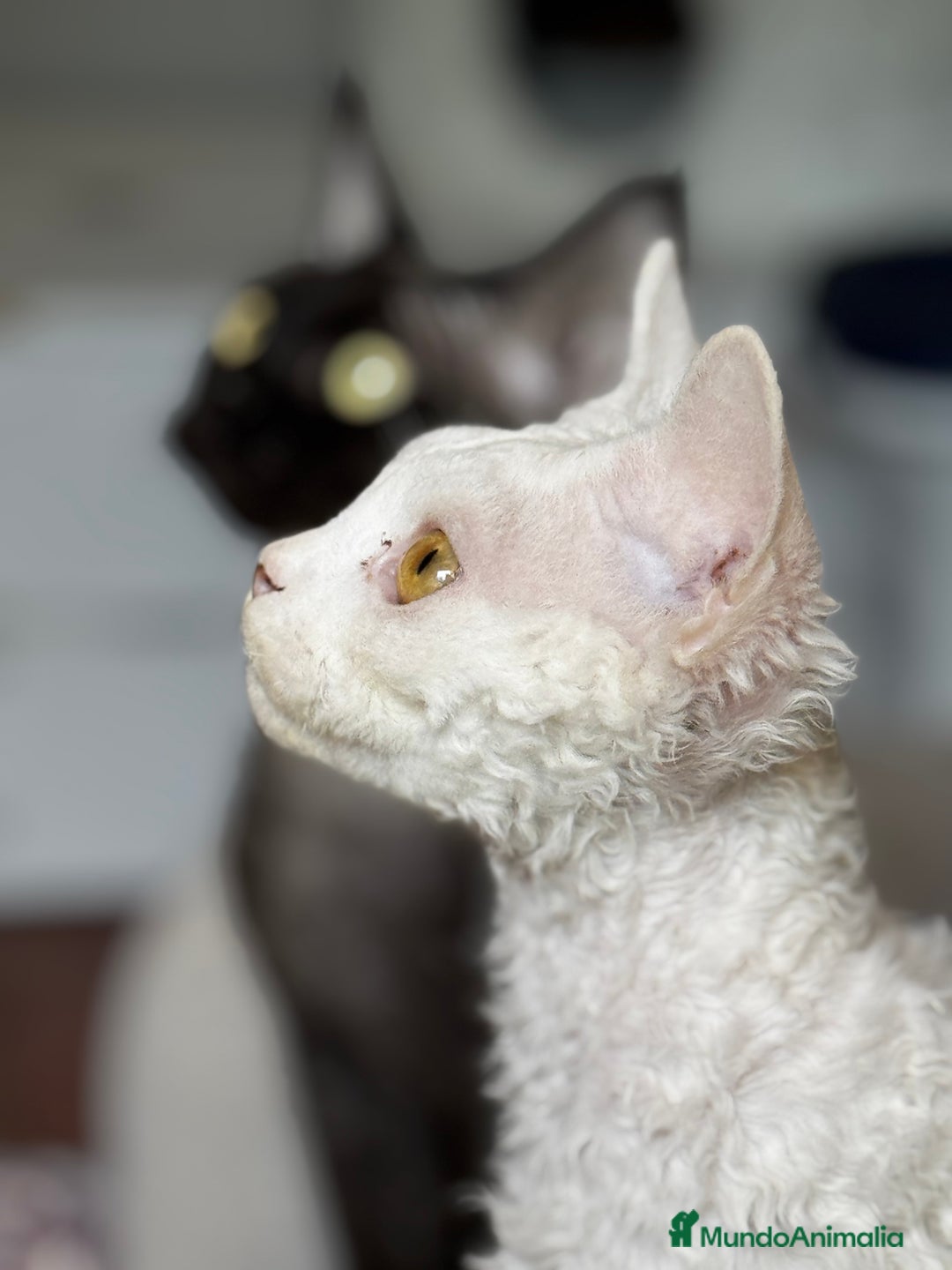 Devon Rex gatos en venta: Devon rex - Imagen 9