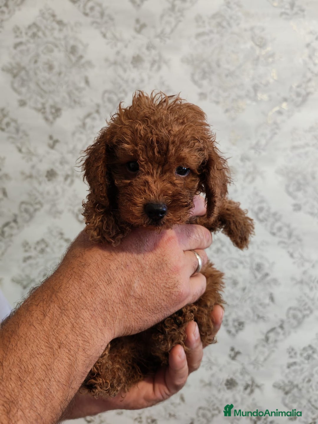 Caniche Toy perros en venta: Hembra y macho caniche  - Imagen 3