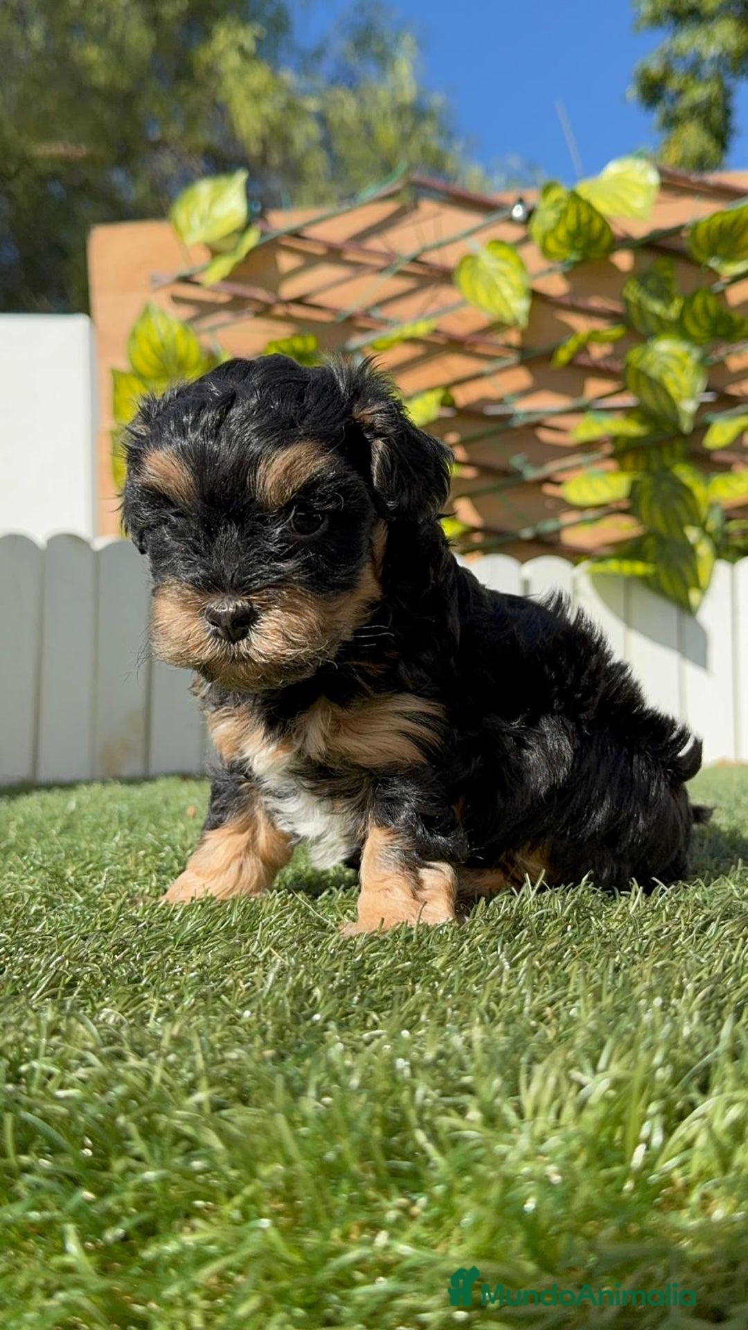 Raza Mixta perros en venta: YORKIPOO - Imagen 3