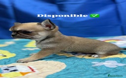 Chihuahua perros en venta: Chihuahua exótico línea rusa - Imagen 2
