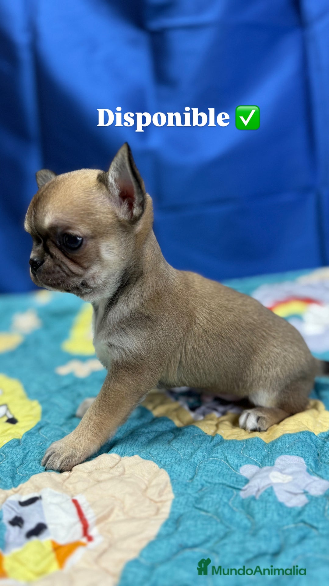Chihuahua perros en venta: Chihuahua exótico línea rusa - Imagen 2