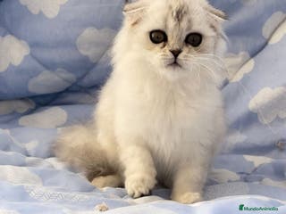 Scottish Fold gatos Preciosa Scottish silver hembra en Madrid - Anuncio 3