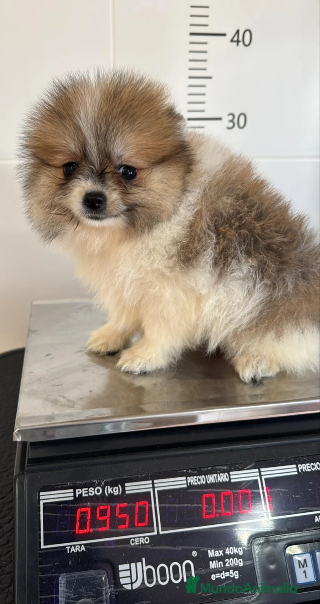 Pomerania perros en venta: POMERANIA HEMBRA - Anuncio 8