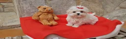 Bichón Maltés perros en venta: Bichon Maltés preciosos  en Barcelona - Anuncio 3
