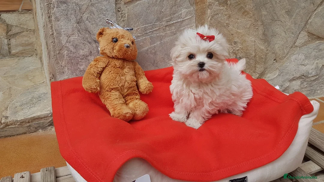 Bichón Maltés perros en venta: Bichon Maltés preciosos  en Barcelona - Anuncio 3