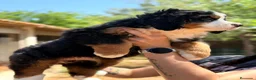 Boyero de Berna perros en venta: Boyero de Berna  - Anuncio 3