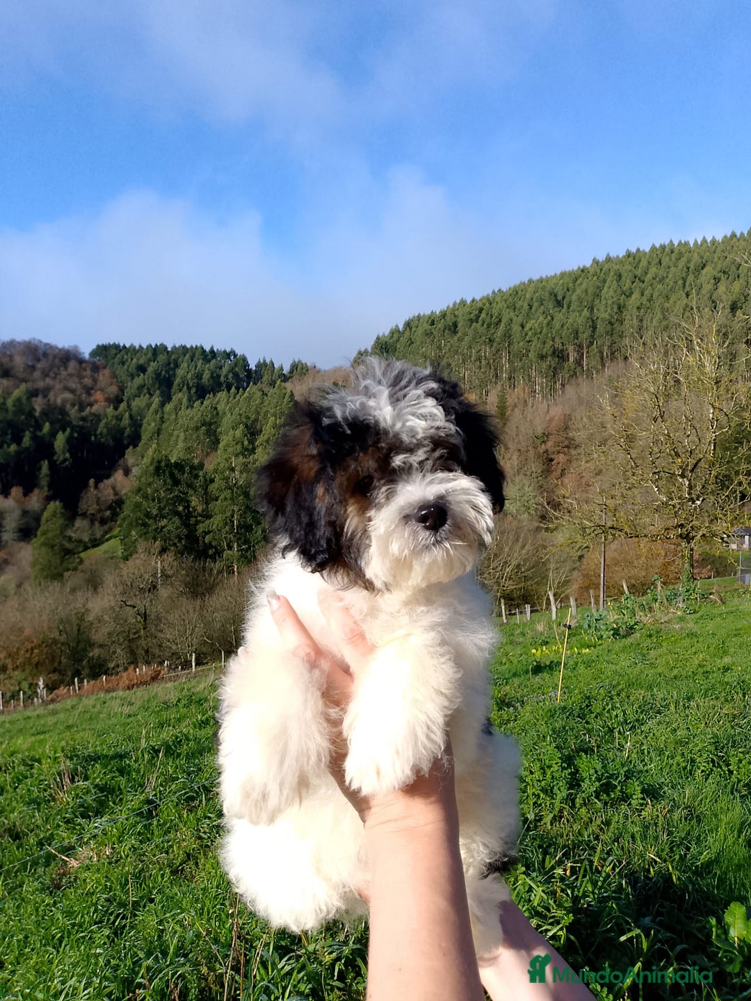 Caniche Toy perros en venta: Cachorros caniche toy  - Anuncio 3