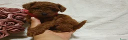 Caniche Toy perros en venta: Caniche toy descendencia asiatica - Anuncio 3