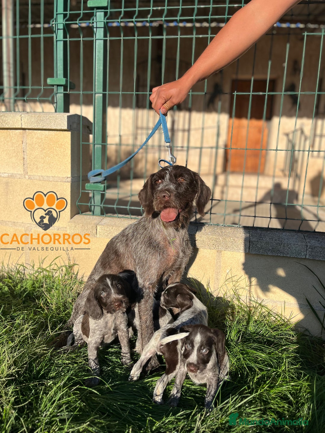 Otras razas perros en venta: Drahthaar - Imagen 5