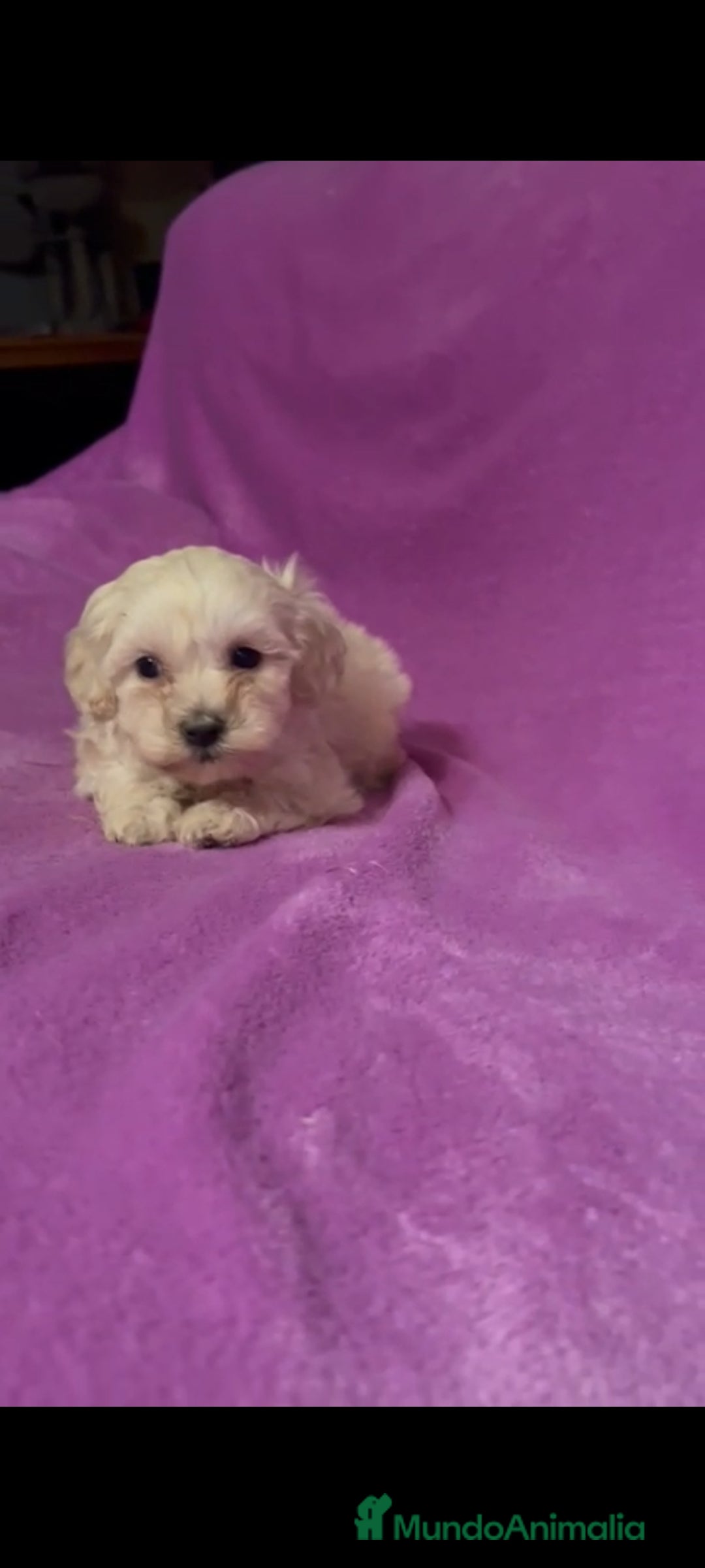 Maltipoo perros en venta: Maltipoo mini - Imagen 1