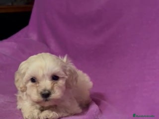 Maltipoo perros - Anuncio 10