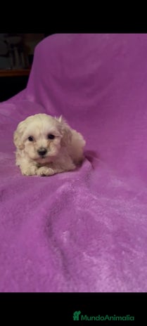 Maltipoo perros - Anuncio 12