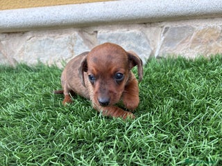 Teckel Miniatura perros Teckel Kaninchen macho Merle chocolate diluido - Anuncio 1