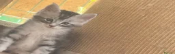 Maine Coon gatos en venta: Preciosa camada de cachorros Maine coon  - Anuncio 23