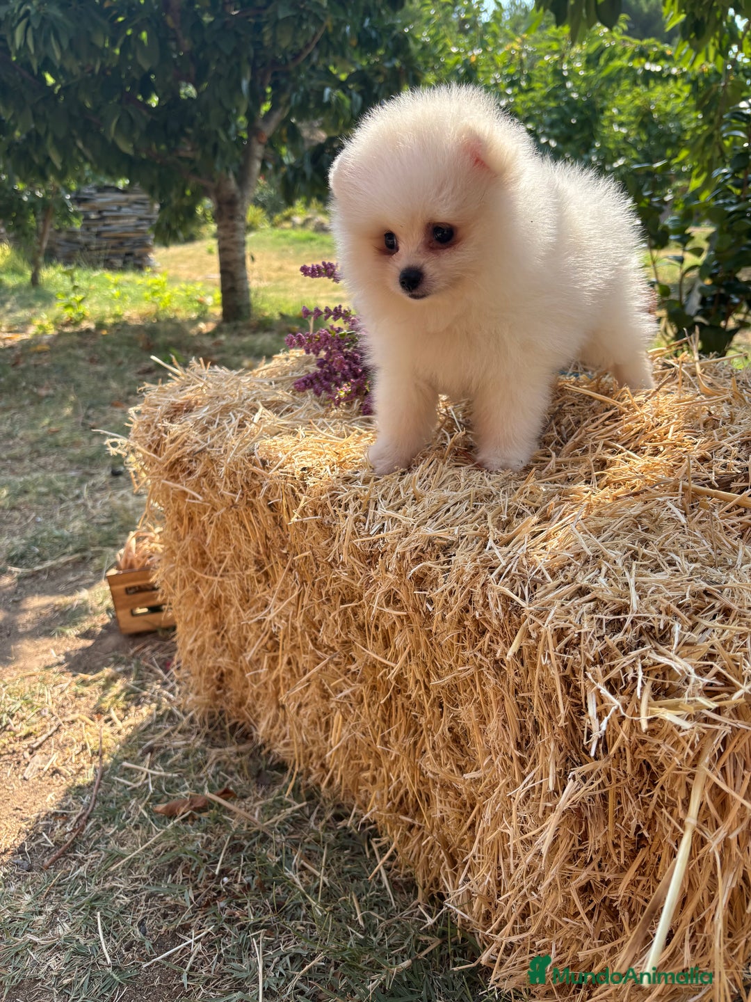 Pomerania perros en venta: Pomerania Macho para entregar  - Imagen 3