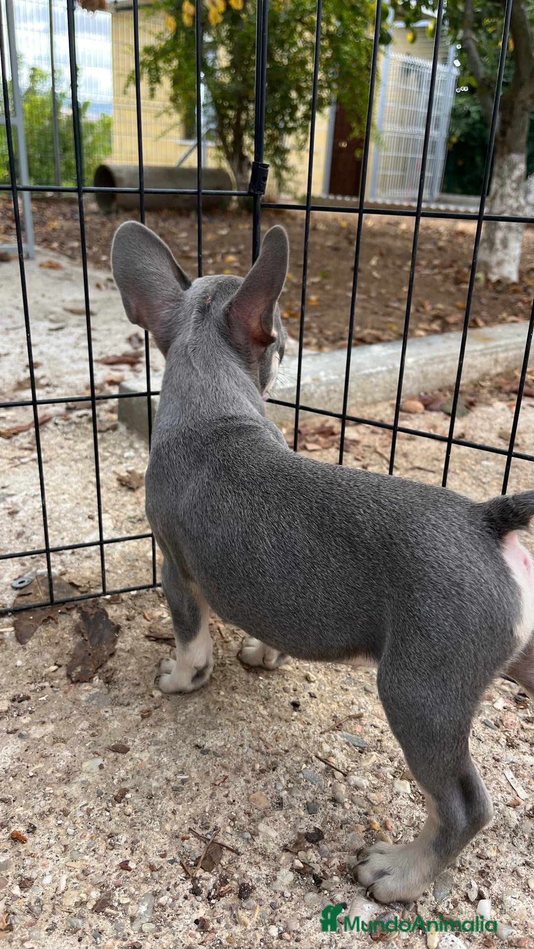 Bulldog Francés perros en venta: Cachorros de bulldog francés  - Imagen 2