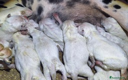 Dálmata perros en venta: DALMATA  - Imagen 2