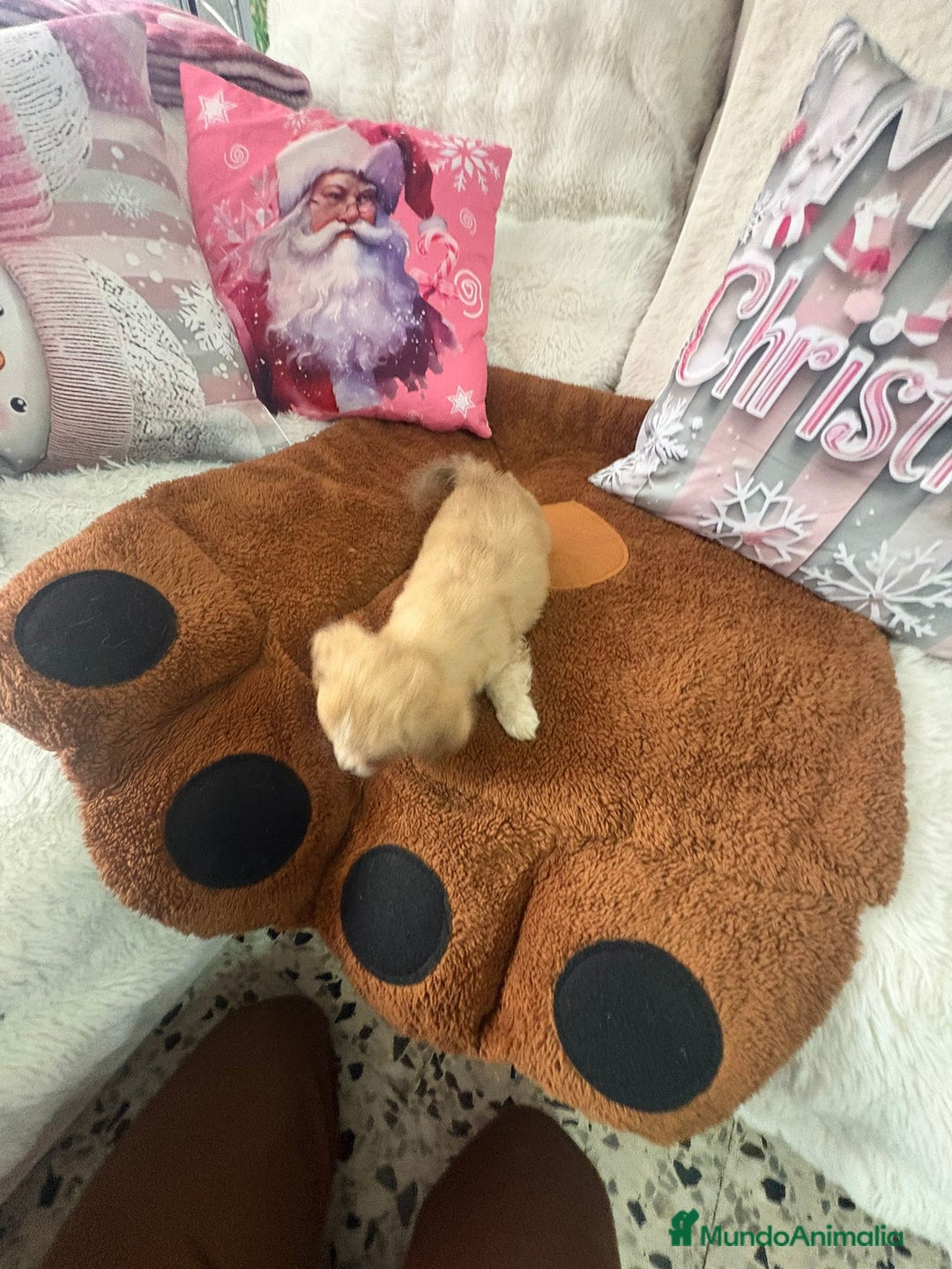 Chihuahua perros en venta: Chihuahua toy pelo largo  - Anuncio 18