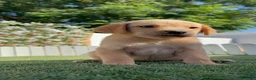 Labrador Retriever perros en venta: LABRADOR RETRIEVER  - Anuncio 5
