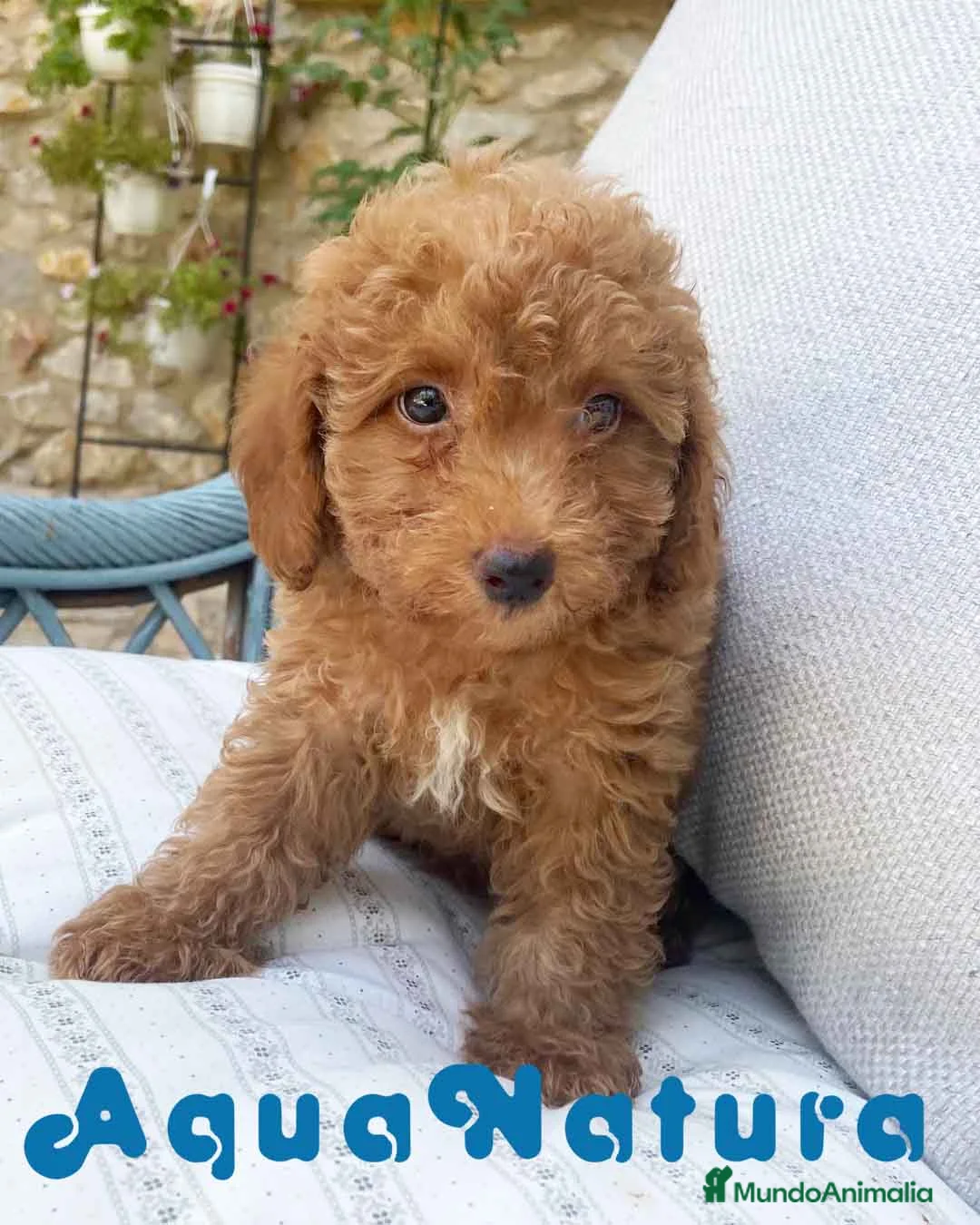 Caniche Toy perros en venta: Caniche Macho de Barbie y Can 6151 - AQUANATURA en Barcelona - Anuncio 1