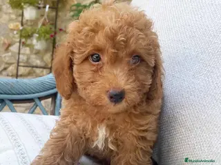 Caniche Toy perros Caniche Macho de Barbie y Can 6151 - AQUANATURA en Barcelona - Anuncio 12